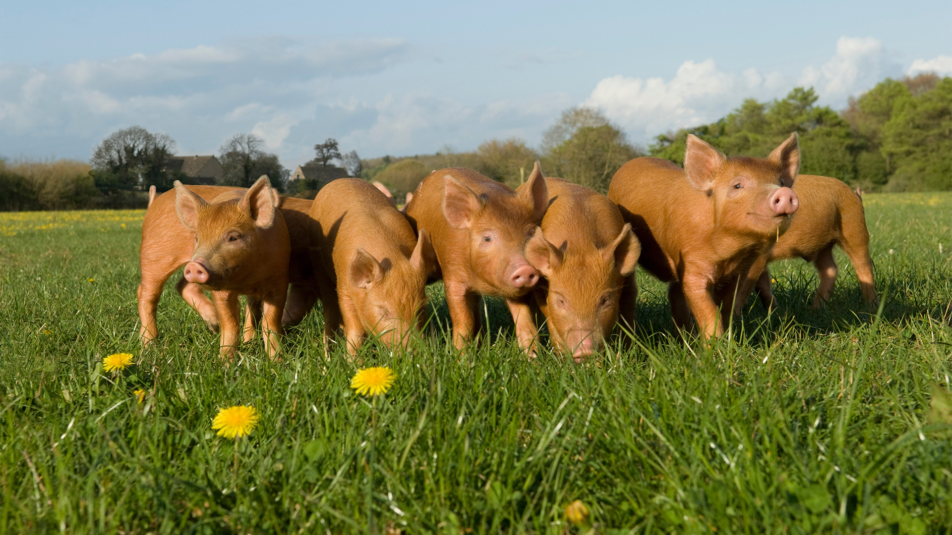 piglets